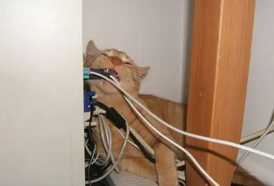 Cat chewing wires
